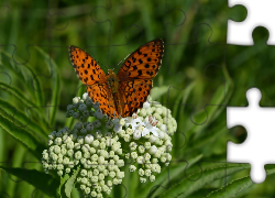 Motyl, Dostojka, Malinowiec, Białe, Kwiaty