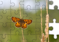 Motyl, Przeplatka, Atalia, Roślina