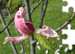 Kwiat, Gałązki, Magnolia