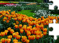Ogród, Kwiaty, Tulipany