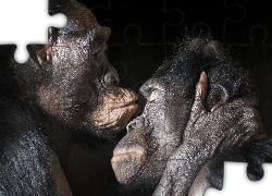 Małpy, Szympansy