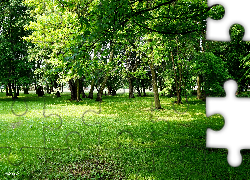 Park, Zieleń, Drzewa