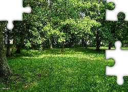 Park, Drzewa, Trawnik, Zieleń