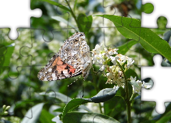 Motyl, Rusałka osetnik, Kwiat