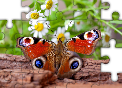 Piękny, Motyl, Rusałka, Pawik, Kwiaty, Pień, Drzewa