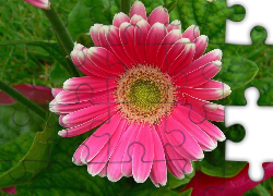 Różowa, Gerbera