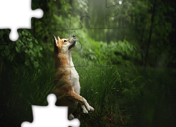 Pies, Rośliny, Trawa