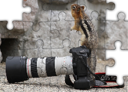 Wiewiórka, Aparat, Fotograficzny, Skały