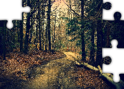 Las, Drzewa, Szlak