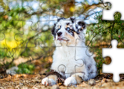 Szczeniak,  Owczarek australijski-australian shepherd