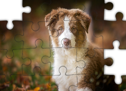 Szczeniak,  Owczarek australijski-australian shepherd