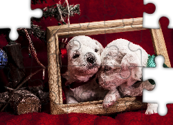 Drewno, Rama, Pieski, Kokardy