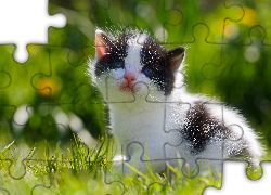 Słodki, Kotek, Trawa