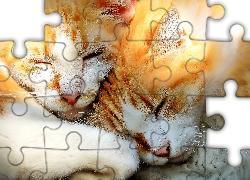 Dwa, Rudo, Białe, Śpiące, Koty