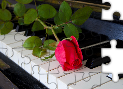 Fortepian, Róża