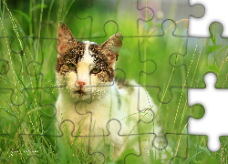 Kot, Trawa, Zwierzak