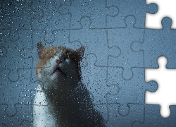 Białorudy, Kot, Szyba, Krople