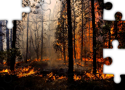 Las, Ogień, Pożar