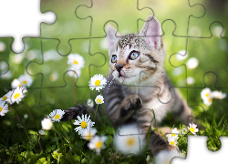 Mały, Kotek, Łąka