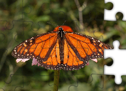 Motyl, Monarch