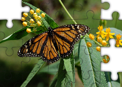 Motyl, Monarch, Liście, Kwiaty