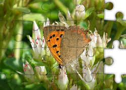 Motyl, Przestrojnik, Kwiaty