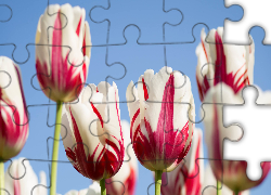 Tulipany, Biało, Czerwone
