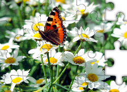 Motyl, Rusałka, Pokrzywnik, Kwiat