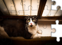 Czarno, Biały, Kot, Spojrzenie, Parapet