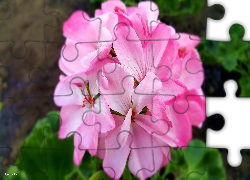Różowa, Pelargonia