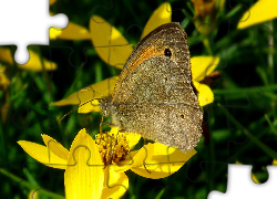 Motyl, Przestrojnik, Jurtina, Kwiaty