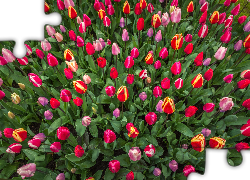Kolorowe, Tulipany