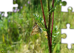 Motyl, Gałązka