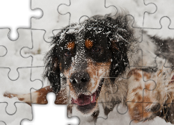 Pies, Mordka, Zima, Śnieg