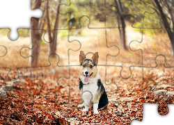 Pies, Corgi, Jesień, Liście