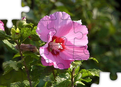 Liliowy, Hibiskus, Liście