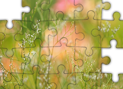 Białe, Kwiaty, Gałązki