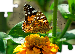 Motyl, Rusałka, Osetnik, Kwiat, Cynia
