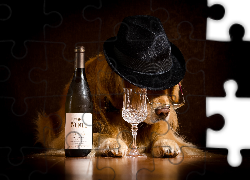 Śmieszne, Pies, Kapelusz, Butelka, Wina, Kieliszek