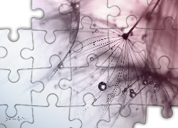 Kozibród Łąkowy, Roślina, Kropelki, Makro