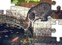 Kot, Sadzawka, Ryby, Park