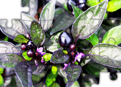 Roślina, Liście, Fioletowe, Kwiatki, Kulki
