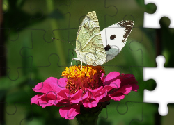 Motyl, Bielinek, Kwiat, Cynia