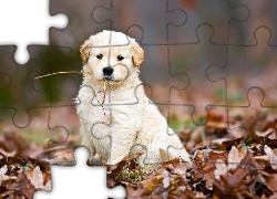 Biały, Piesek, Liście