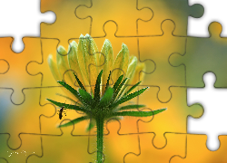 Żółty, Kwiat, Komar