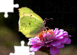 Motyl, Cytrynek, Kwiat, Cynia