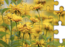 Żółte, Kwiaty, Słoneczniczek szorstki