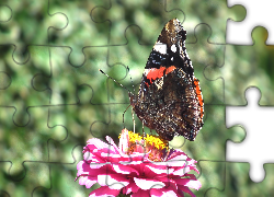 Motyl, Rusałka admirał, Kwiat, Cynia