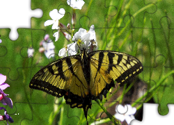 Żółty, Czarny, Motyl