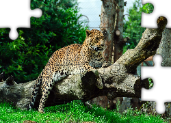 Jaguar, Kłody, Trawa
